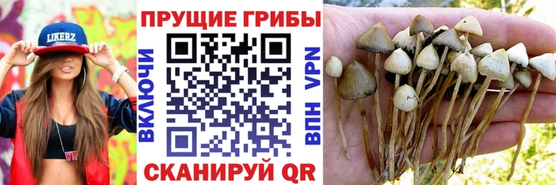 Купить где Луховицы Галлюциногенные грибы мухоморы